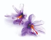 حجم تولید طلای سرخ 20برابر شد/ سرمایه‌گذاری کشاورزی نادیده گرفته نشود