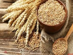 خرید تضمینی گندم به مبلغ ۸۲ هزار میلیارد تومان