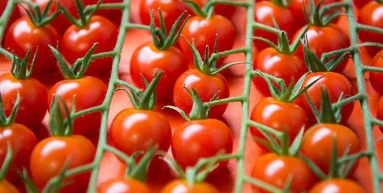 آزادسازی صادرات محصولات گوجه‌فرنگی تا آخر بهمن ماه