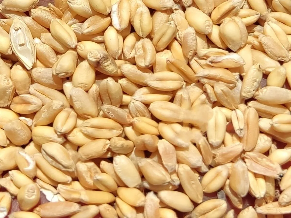 یک گام مانده به خودکفایی گندم