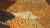 حل بخش عمده مشکل کشتی‌های حامل نهاده‌های دامی