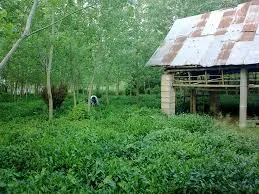 خودداری از مصرف چای‌های اسانس‌دار و آلوده خارجی