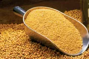 قیمت خوراک دام از آمریکا برای تجار ایرانی مناسب‌تر است