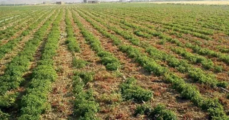 ورود زیره به بورس کالا باعث حذف واسطه در بازار داخل و خارج