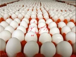 کاهش ۵ هزارتومانی قیمت هر شانه تخم مرغ