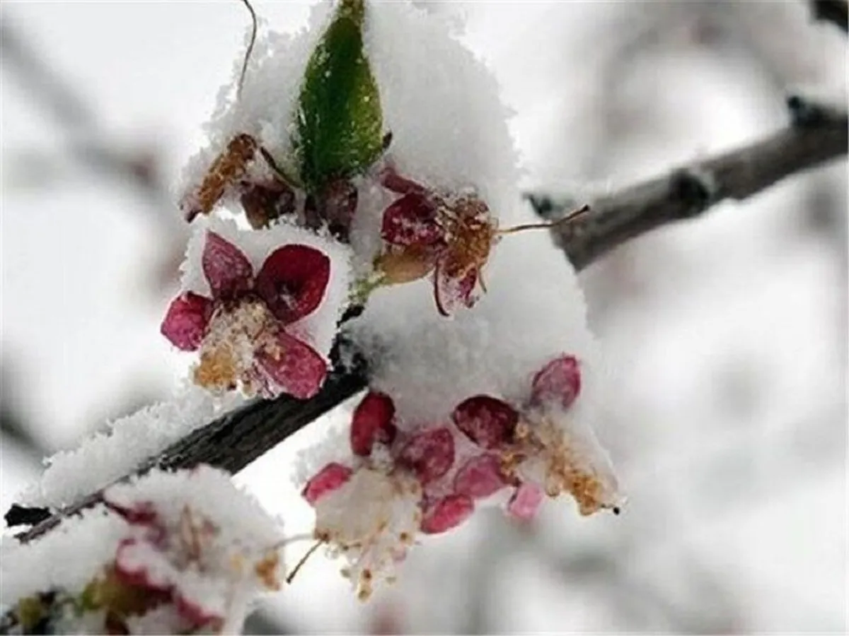هوا ۷ تا ۱۲ درجه سرد می‌شود