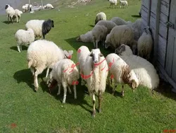 صادرات دام به خارج از کشور ظرف دو هفته آتی