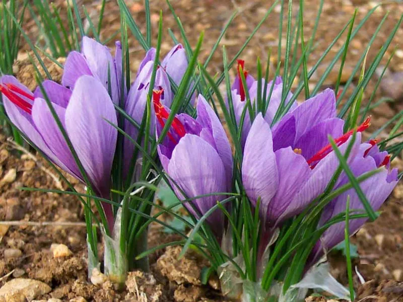 بورس کالا زمینه‌ساز ساماندهی بازار زعفران