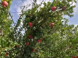 سرمازدگی به باغات ۵۰۰ میلیاردریال خسارت زد