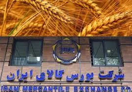 رضایت گندمکاران از سیاست قیمت تضمینی در بورس‌ کالا