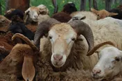 ۱۰ هزار رأس دام زنده وارد شد