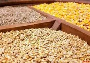 قیمت روز نهاده های دامی و محصولات کشاورزی+جدول