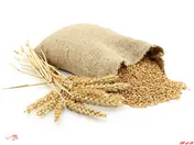 ابلاغ شیوه نامه واردات گندم معمولی و دروم توسط صنف و صنعت