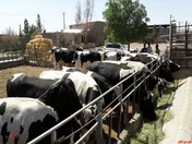 روند نزولی 