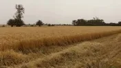 برداشت گندم در بوشهر 6برابر سال قبل