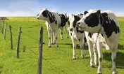 کشتار بی‌رویه دام، نتیجه یک سیاست نادرست/ ارز دولتی مانع افزایش قیمت گوشت نشد