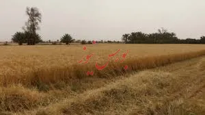 برداشت گندم در بوشهر 6برابر سال قبل