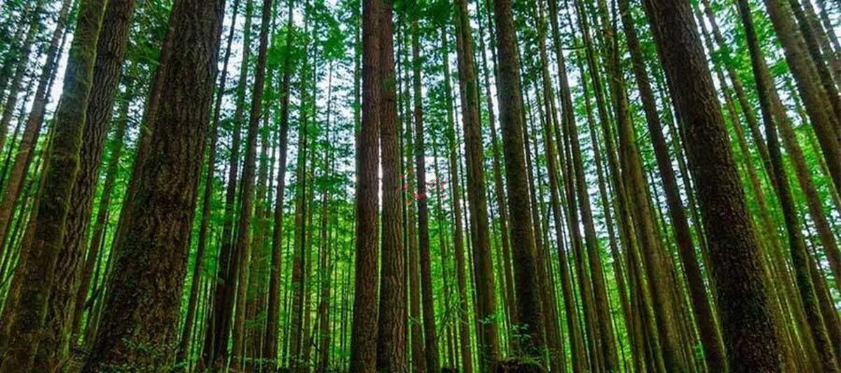 رشد ۱۵ درصدی مساحت جنگل‌های ایران