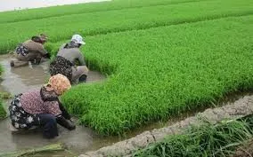 1.5میلیارد دلار برای اشتغال پایدار روستایی