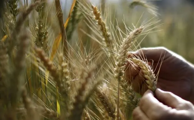 عرضه ۸ هزار تن گندم خوراکی و دوروم