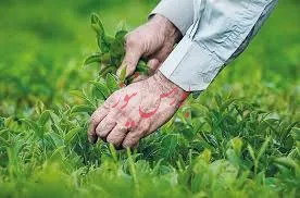 چای داخلی ممنوعیت صادرات ندارد