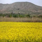 خرید دانه‌های روغنی به مرز ۱۳۹ هزار تن رسید