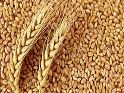 تامین بیش از ۱۱ میلیون تن گندم