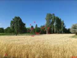 سطح زیرکشت گندم به ۳ میلیون و ۵۰۰ هزار هکتار رسید