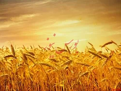 پرداخت مطالبات گندمکاران از امروز