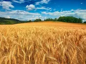 پیش‌بینی رشد ۳ درصدی تجارت جهانی گندم تا سال ۲۰۲۶