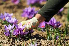 زعفران‌کاران در بورس کالا منتفع می‌شوند