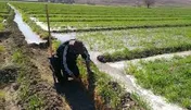 صرفه‌جویی ارزی ۵۰۰ میلیون دلاری ارقام جدید در کشاورزی