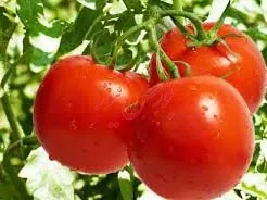گوجه‌ای که در بازار وجود دارد غیرفصل است