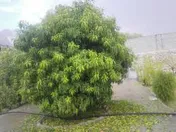 عملیاتی کردن سقف تسهیلات پرداختی تا 10روز آینده
