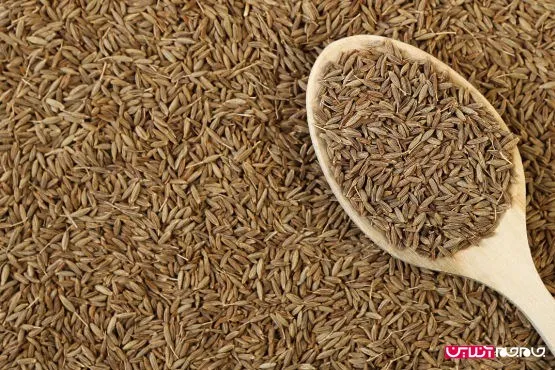 فرآیند ورود زیره به تالار نقره‌ای/ فاکتورهای تاثیرگذار ارز بر صادرات زیره ایرانی