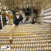 تحلیل قیمت سکه و طلا - ۲۰ فروردین ۱۴۰۴