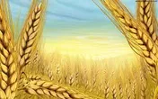 نیازمبرم به نوسازی تجهیزات صنایع تبدیلی مثل گندم