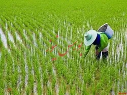 ۵۰۰ هزار هکتار شالیزار‌های استان‌های شمالی زیر کشت برنج