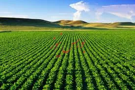 پیش بینی ما از رشد کشاورزی در سال جاری مثبت است