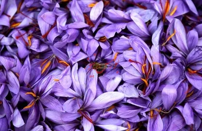درآمد ۴۲ برابری زعفران نسبت به گندم