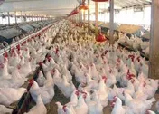 توقف نماد معاملاتی «زماهان1»