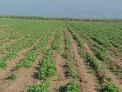 پرداخت سود نقدی 120 ریالی «زشریف»