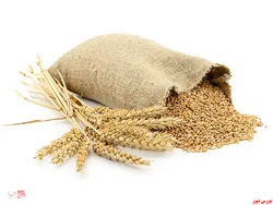 ابلاغ شیوه نامه واردات گندم معمولی و دروم توسط صنف و صنعت