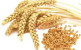 سامانه «گندم» سنگ بزرگ دولتی‌ها / عرضه زعفران آزمون خوبی برای اعتماد به بورس