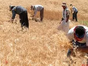 نرخ خرید تضمینی گندم؛ ۱۵ هزار تومان