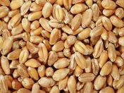 خرید تضمینی گندم از یک میلیون و ۵۰۰ هزار تن گذشت