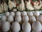پیش بینی تولید ۳ میلیون تنی گوشت مرغ و تخم مرغ