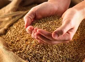 سبک شدن بار مالی دولت از طریق بورس کالا