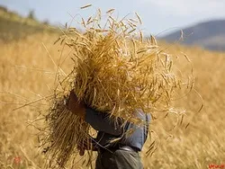 تخلیه دو فروند کشتی حامل گندم در بندر شهید رجایی