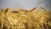 وظیفه شورای اقتصاد تعیین قیمت خرید تضمینی محصولات کشاورزی